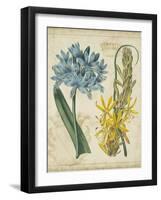 Botanical Repertoire II-Vision Studio-Framed Art Print