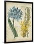 Botanical Repertoire II-Vision Studio-Framed Art Print