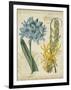 Botanical Repertoire II-Vision Studio-Framed Art Print