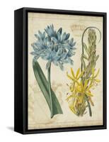 Botanical Repertoire II-Vision Studio-Framed Stretched Canvas