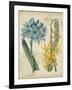 Botanical Repertoire II-Vision Studio-Framed Art Print