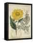 Botanical Repertoire III-Vision Studio-Framed Stretched Canvas