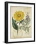 Botanical Repertoire III-Vision Studio-Framed Art Print