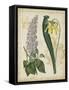 Botanical Repertoire IV-Vision Studio-Framed Stretched Canvas