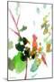 Botanical Reverie 1-Janel Bragg-Mounted Art Print