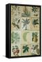 Botanical Sampler I-Vision Studio-Framed Stretched Canvas