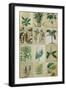 Botanical Sampler II-Vision Studio-Framed Art Print