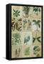 Botanical Sampler II-Vision Studio-Framed Stretched Canvas