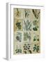 Botanical Sampler III-Vision Studio-Framed Art Print