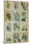 Botanical Sampler III-Vision Studio-Mounted Art Print