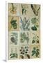 Botanical Sampler III-Vision Studio-Framed Art Print