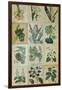 Botanical Sampler III-Vision Studio-Framed Art Print