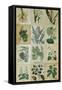 Botanical Sampler III-Vision Studio-Framed Stretched Canvas