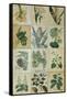 Botanical Sampler III-Vision Studio-Framed Stretched Canvas