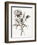 Botanical Seed I-Asia Jensen-Framed Art Print