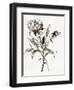 Botanical Seed I-Asia Jensen-Framed Art Print