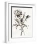 Botanical Seed I-Asia Jensen-Framed Art Print