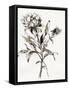 Botanical Seed I-Asia Jensen-Framed Stretched Canvas