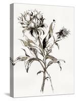 Botanical Seed I-Asia Jensen-Stretched Canvas