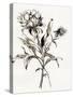 Botanical Seed I-Asia Jensen-Stretched Canvas