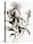 Botanical Seed II-Asia Jensen-Stretched Canvas