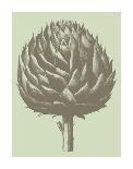 Artichoke 8-Botanical Series-Art Print