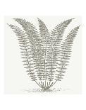 Artichoke (Ivory & Gray)-Botanical Series-Art Print
