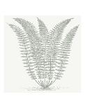 Fern IV (on white)-Botanical Series-Mounted Giclee Print