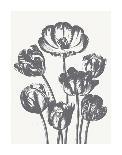 Tulips (Ivory & Gray)-Botanical Series-Art Print
