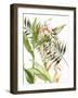 Botanical Shell Ginger-Kathleen Parr McKenna-Framed Art Print