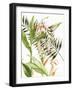 Botanical Shell Ginger-Kathleen Parr McKenna-Framed Art Print