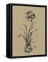 Botanical Sketch Black and White II-Ethan Harper-Framed Stretched Canvas