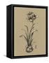 Botanical Sketch Black and White II-Ethan Harper-Framed Stretched Canvas