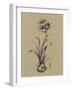 Botanical Sketch Black and White II-Ethan Harper-Framed Art Print