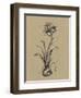 Botanical Sketch Black and White II-Ethan Harper-Framed Art Print