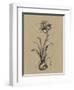 Botanical Sketch Black and White II-Ethan Harper-Framed Art Print