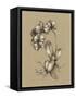 Botanical Sketch Black and White V-Ethan Harper-Framed Stretched Canvas