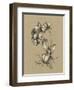 Botanical Sketch Black and White V-Ethan Harper-Framed Art Print