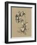 Botanical Sketch Black and White V-Ethan Harper-Framed Art Print