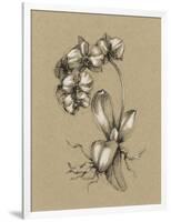 Botanical Sketch Black and White V-Ethan Harper-Framed Art Print