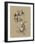 Botanical Sketch Black and White V-Ethan Harper-Framed Art Print