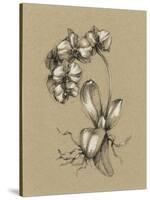 Botanical Sketch Black and White V-Ethan Harper-Stretched Canvas