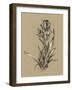 Botanical Sketch Black and White VI-Ethan Harper-Framed Art Print