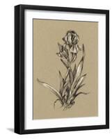 Botanical Sketch Black and White VI-Ethan Harper-Framed Art Print