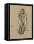 Botanical Sketch Black and White VI-Ethan Harper-Framed Stretched Canvas