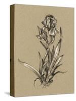 Botanical Sketch Black and White VI-Ethan Harper-Stretched Canvas