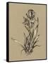 Botanical Sketch Black and White VI-Ethan Harper-Framed Stretched Canvas