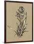 Botanical Sketch Black and White VI-Ethan Harper-Framed Art Print