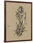 Botanical Sketch Black and White VI-Ethan Harper-Framed Art Print