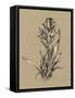 Botanical Sketch Black and White VI-Ethan Harper-Framed Stretched Canvas